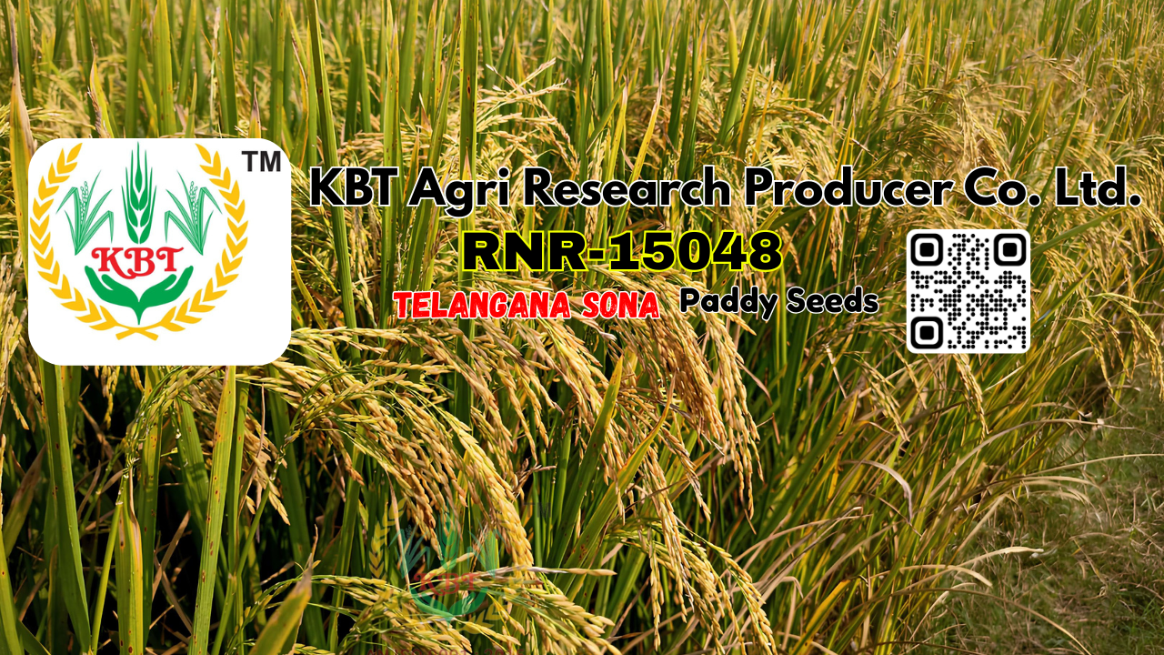 RNR-15048 (Sugar Free) Rice By KBT Agri